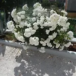 Arleta トロギール